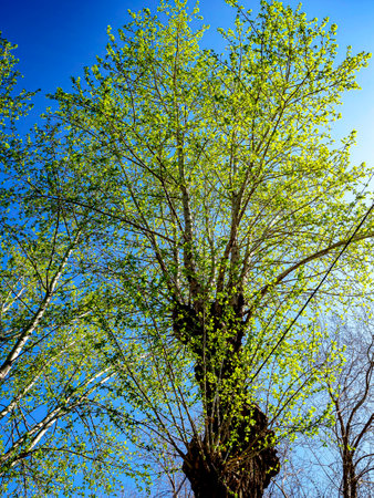 the crown of an old poplar with young green leaves against a blue spring sky in the morning