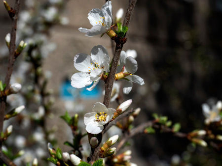 a branch of cherry blossoms with white flowers in the early spring morning in the garden, the leaves...