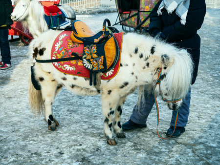 a small pony with a saddle for riding children in the new year in the city squareの写真素材