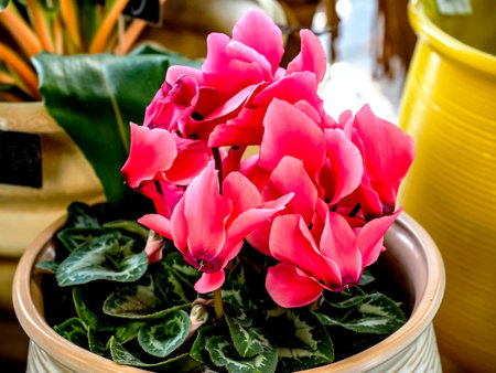 Flower, scientific name cyclamen in a pot on an indistinct backgroundの写真素材