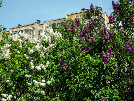bright White and purple lilac flowers on trees in the early spring morningの写真素材
