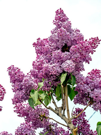 bush of blooming lilac in the early spring morning on a natural natural backgroundの写真素材
