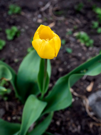 yellow tulips on a flower bed in the garden in the early morning, top viewの写真素材