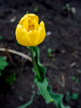 yellow tulips on a garden bed in the early morningの写真素材