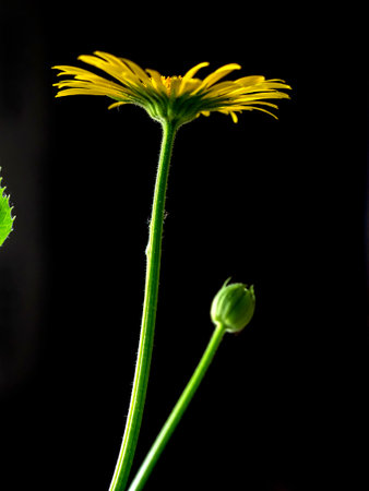 delicate bright yellow heliopsis flowers on a dark blurred backgroundの写真素材
