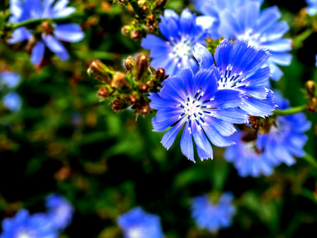 delicate blue flowers of chicory, plants with the Latin name Cichorium intybus on a blurred natural background, narrow focus areaの写真素材