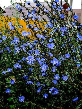 delicate blue flowers of chicory, plants with the Latin name Cichorium intybus on a blurred natural background, narrow focus areaの写真素材