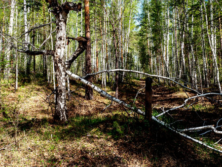 a broken birch tree in the spring forestの写真素材