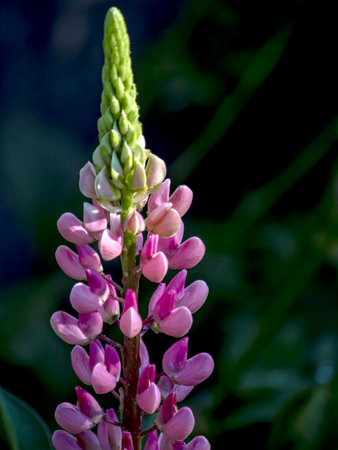 bright fresh purple lupine in the garden on a natural natural backgroundの写真素材