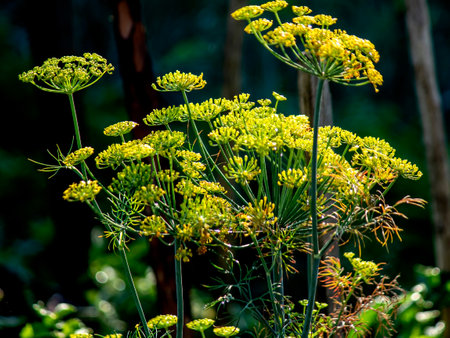 umbrellas of blooming dill illuminated by the morning sun in the garden, macro, narrow focus area