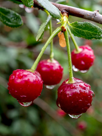 red ripe cherry berries on a branch with raindrops in the garden, macroの写真素材