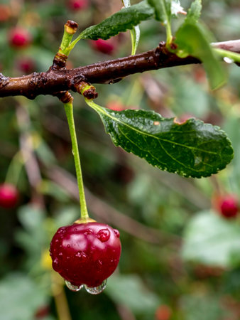 red ripe cherry berries on a branch with raindrops in the garden, macroの写真素材