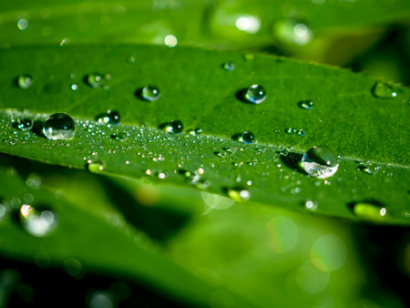 Morning dew drops sparkle in the sun in the early morning in the garden, macroの写真素材