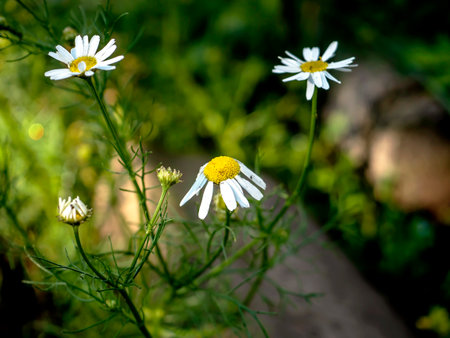 white chamomile flowers on a blurred natural background in the early morningの写真素材