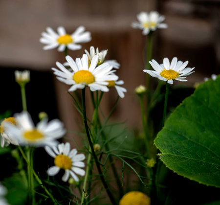 white chamomile flowers on a blurred natural backgroundの写真素材