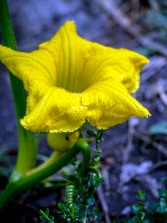 big yellow pumpkin flowers in the garden among the greeneryの写真素材