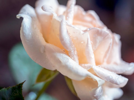 fresh delicate tea rose with dew drops on a blurry background, macro, soft focusの写真素材