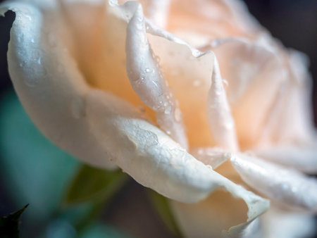 fresh delicate tea rose with dew drops on a blurry background, macro, soft focusの写真素材