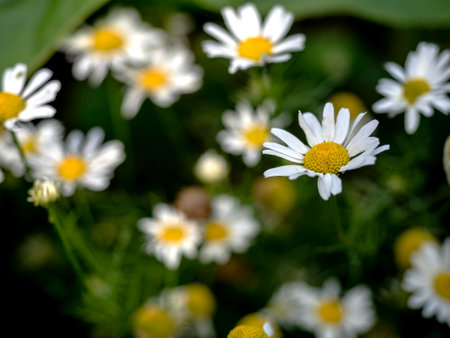 white chamomile flowers on a green blurred natural background in the early morningの写真素材