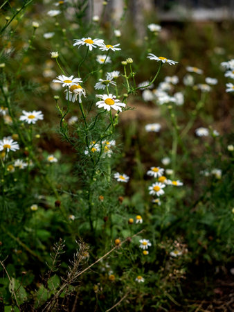 white chamomile flowers on a green blurred natural background in the early morningの写真素材