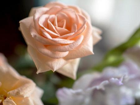 fresh delicate tea rose on a blurry background, macro, soft focusの写真素材