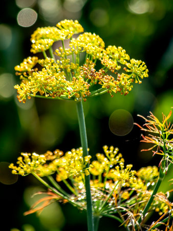 umbrellas of blooming dill illuminated by the morning sun in the garden, macro, narrow focus area