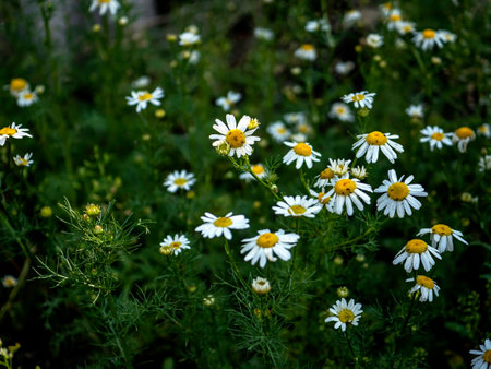 white chamomile flowers on a blurred natural background in the early morningの写真素材