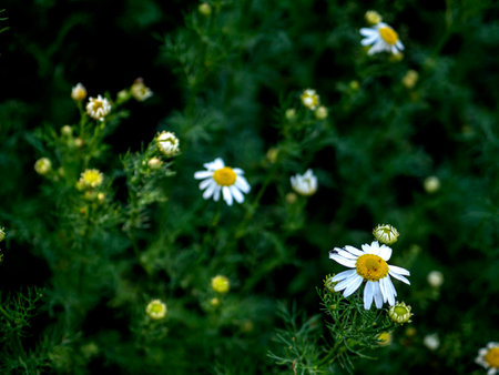 white chamomile flowers on a blurred natural background in the early morningの写真素材