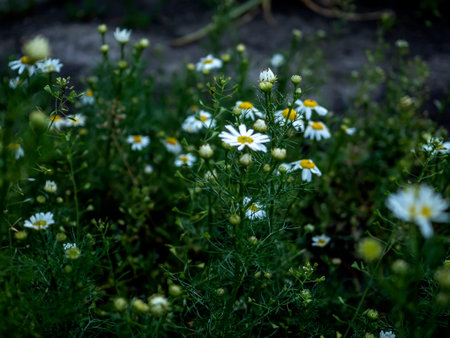 white chamomile flowers on a blurred natural background in the early morningの写真素材