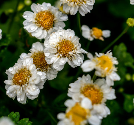 small bright white flowers on a flowerbed with the Latin name Tanacetum parthenium with raindrops on the petals, macroの写真素材