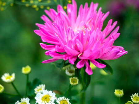 bright delicate pink aster flower in the garden on a blurred natural backgroundの写真素材
