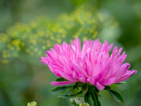 bright delicate pink aster flower in the garden on a blurred natural backgroundの写真素材