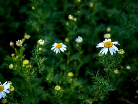 white chamomile flowers on a blurred natural background in the early morningの写真素材