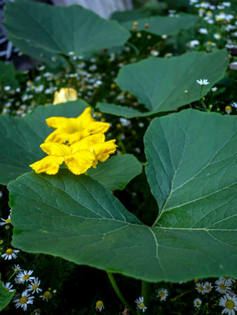 big yellow pumpkin flowers in the garden among the greeneryの写真素材