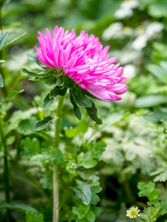 bright delicate pink aster flower in the gardenの写真素材