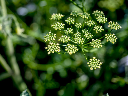 inflorescences of celery, a spicy plant in the garden, macro