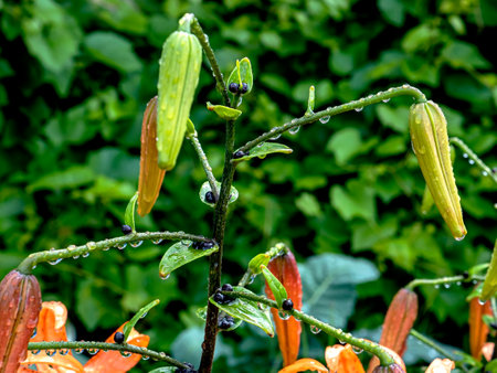 tiger lily bud with raindrops on the petals, macroの写真素材