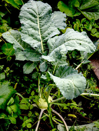 kohlrabi cabbage ripens in the garden on the bedの写真素材