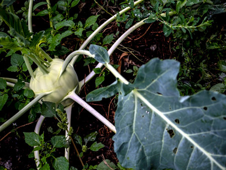 kohlrabi cabbage ripens in the garden on the bedの写真素材