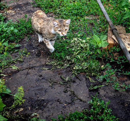 young striped cat walks along a path in the garden after the rainの写真素材