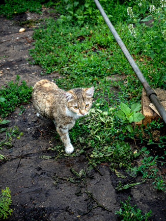 young striped cat walks along a path in the gardenの写真素材