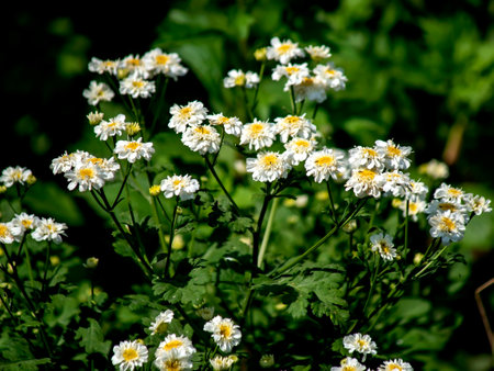 small bright white flowers on a flowerbed, macroの写真素材