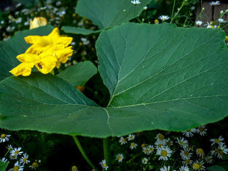 big yellow pumpkin flowers in the garden among the greeneryの写真素材