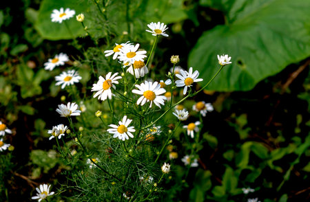 white chamomile flowers among huge green pumpkin leavesの写真素材