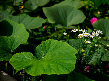 white chamomile flowers among huge green pumpkin leavesの写真素材