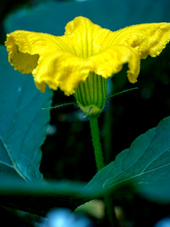 big yellow pumpkin flowers in the garden among the greeneryの写真素材