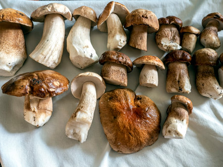 fresh porcini mushrooms of various sizes washed for cooking laid out on a towel to dryの写真素材