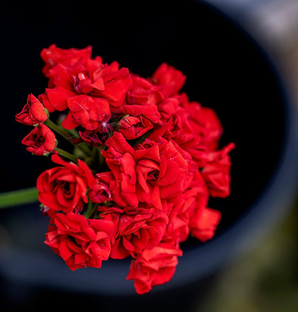 double red geranium flowers on a blurred background, macro, flowers on the windowsillの写真素材