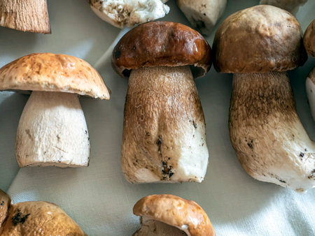 fresh porcini mushrooms of various sizes washed for cooking laid out on a towel to dryの写真素材