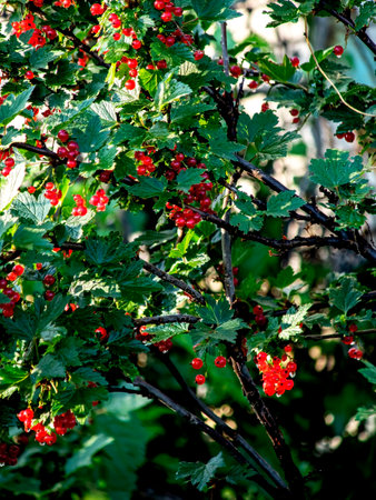 ripe red current on a branch in the garden, berries glow in the rays of the morning sunの写真素材